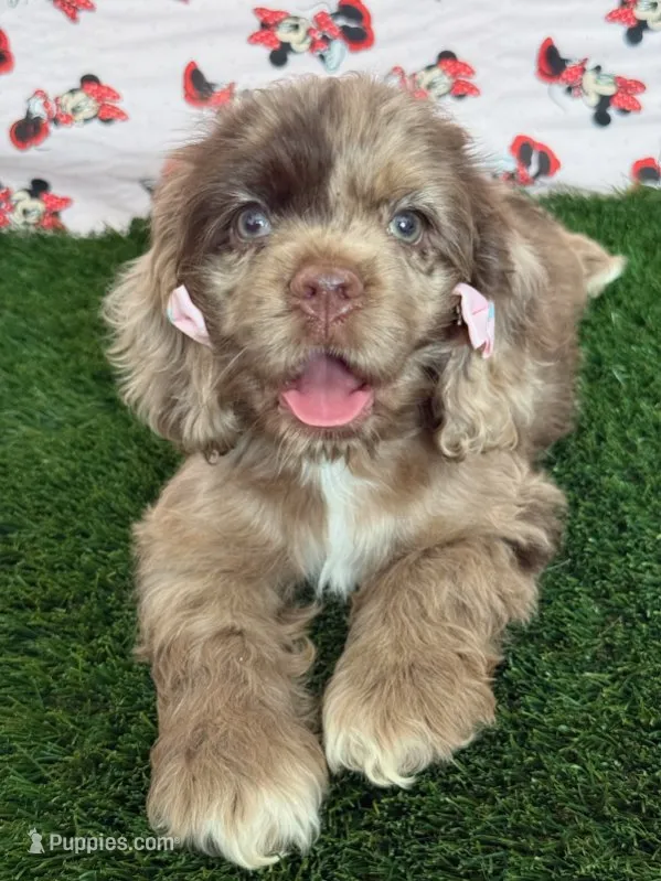 Elly – Cocker Spaniel puppy for sale in Visalia, CA