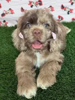 Elly, a female Cocker Spaniel for sale in Visalia, CA – 1 of 7