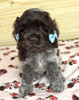 Cookie, a female Cocker Spaniel for sale in Visalia, CA – 3 of 3