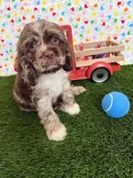 Oakley, a male Cocker Spaniel for sale in Visalia, CA – 6 of 6