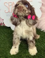 Misty, a female Cocker Spaniel for sale in Visalia, CA – 2 of 4