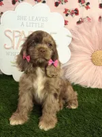 Elly, a female Cocker Spaniel for sale in Visalia, CA – 3 of 7