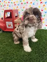 Misty, a female Cocker Spaniel for sale in Visalia, CA – 3 of 4