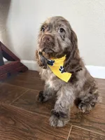 Gizmo, a male Cocker Spaniel for sale in Visalia, CA – 3 of 3