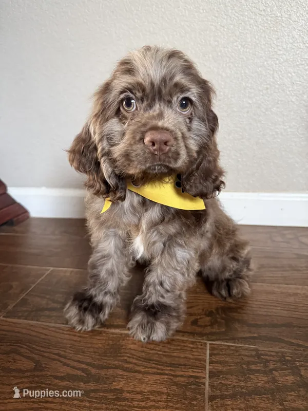 Gizmo – Cocker Spaniel puppy for sale in Visalia, CA