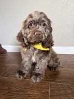 Gizmo, a male Cocker Spaniel for sale in Visalia, CA – 1 of 3