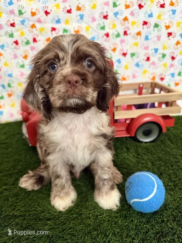 Oakley – Cocker Spaniel puppy for sale in Visalia, CA