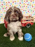 Oakley, a male Cocker Spaniel for sale in Visalia, CA – 1 of 6