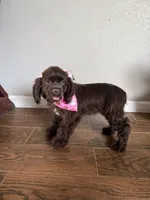 Mabel, a female Cocker Spaniel for sale in Visalia, CA – 6 of 6