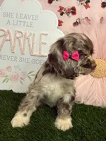 Misty, a female Cocker Spaniel for sale in Visalia, CA – 3 of 4