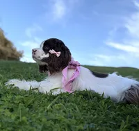 Skye, a female Cocker Spaniel for sale in Visalia, CA – 2 of 4