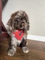 Hugo, a male Cocker Spaniel for sale in Visalia, CA – 3 of 6