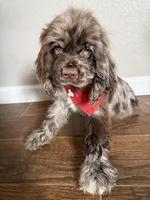 Hugo, a male Cocker Spaniel for sale in Visalia, CA – 5 of 6