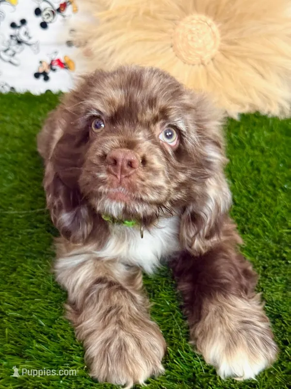 Hugo – Cocker Spaniel puppy for sale in Visalia, CA