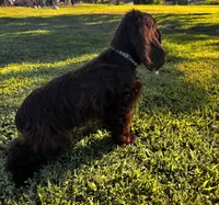 Moose, a male Cocker Spaniel for sale in Visalia, CA – 4 of 4