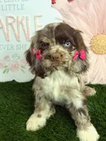 Misty, a female Cocker Spaniel for sale in Visalia, CA – 1 of 4