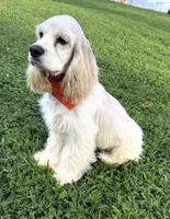 Coco, a male Cocker Spaniel for sale in Visalia, CA – 2 of 6