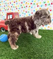 Oakley, a male Cocker Spaniel for sale in Visalia, CA – 4 of 6