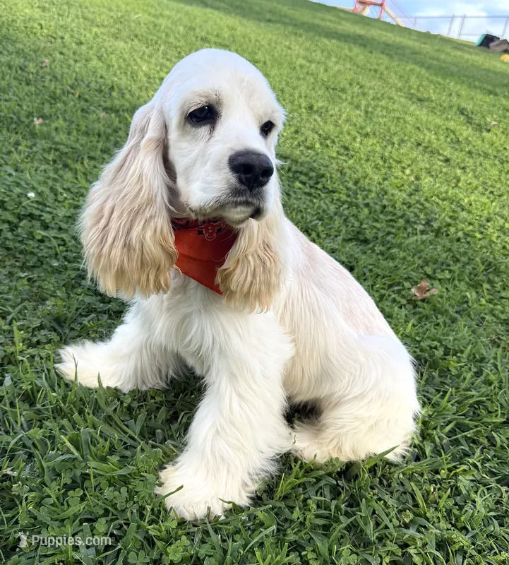 Coco – Cocker Spaniel puppy for sale in Visalia, CA