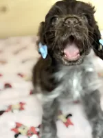 Cookie, a female Cocker Spaniel for sale in Visalia, CA – 1 of 3