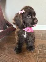 Mabel, a female Cocker Spaniel for sale in Visalia, CA – 4 of 6