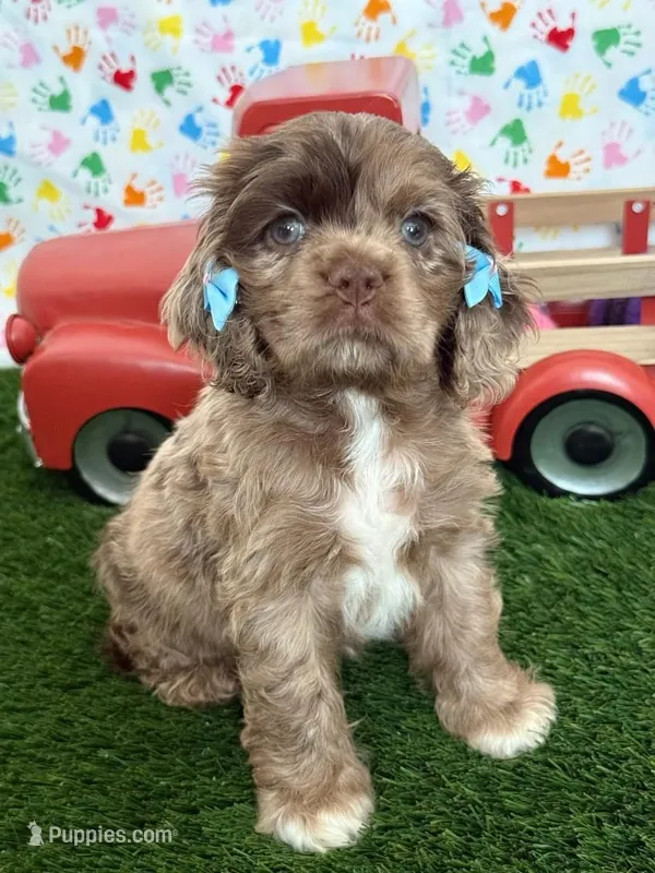 Elly – Cocker Spaniel puppy for sale in Visalia, CA