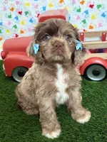 Elly, a female Cocker Spaniel for sale in Visalia, CA – 1 of 3