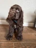 Moose, a male Cocker Spaniel for sale in Visalia, CA – 2 of 4