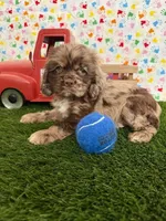 Gizzmo, a male Cocker Spaniel for sale in Visalia, CA – 7 of 7