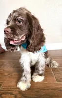 Oakley, a male Cocker Spaniel for sale in Visalia, CA – 6 of 6