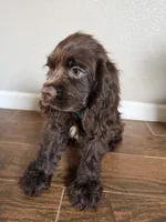 Moose, a male Cocker Spaniel for sale in Visalia, CA – 4 of 4