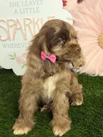 Elly, a female Cocker Spaniel for sale in Visalia, CA – 7 of 7