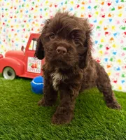 Moose, a male Cocker Spaniel for sale in Visalia, CA – 6 of 6