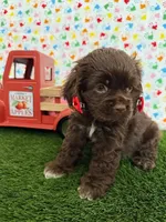 Mabel, a female Cocker Spaniel for sale in Visalia, CA – 2 of 3