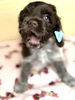 Cookie, a female Cocker Spaniel for sale in Visalia, CA – 2 of 3