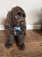 Moose, a male Cocker Spaniel for sale in Visalia, CA – 1 of 4