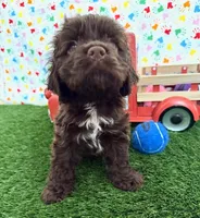 Moose, a male Cocker Spaniel for sale in Visalia, CA – 3 of 6