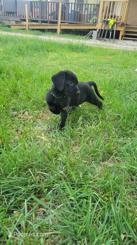 Green – Labrador Retriever puppy for sale in Howell, MI
