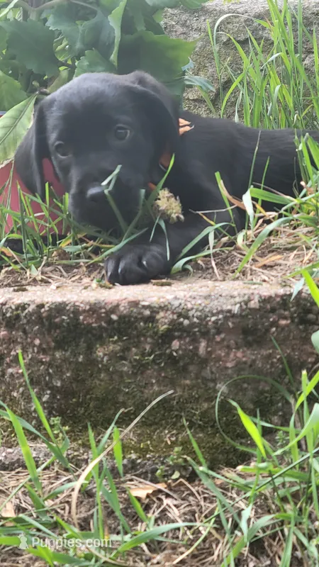 Orange – Labrador Retriever puppy for sale in Howell, MI