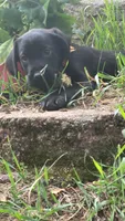 Orange, a male Labrador Retriever for sale in Howell, MI – 1 of 1