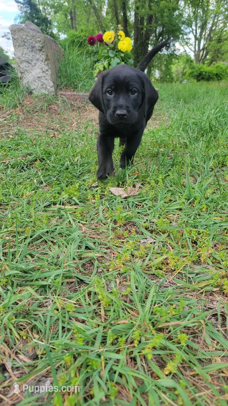 Neon – Labrador Retriever puppy for sale in Howell, MI