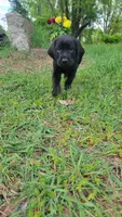 Neon, a male Labrador Retriever for sale in Howell, MI – 1 of 1