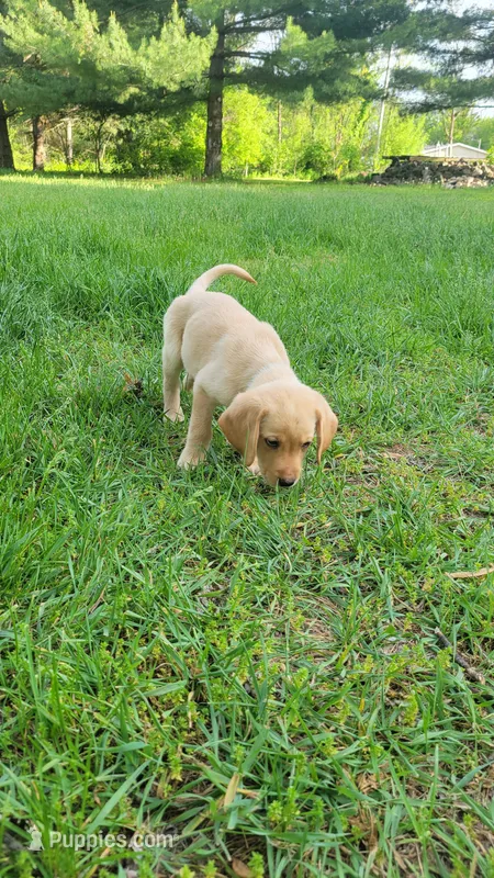 Light blue – Labrador Retriever puppy for sale in Howell, MI