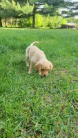 Light blue, a male Labrador Retriever for sale in Howell, MI – 1 of 1