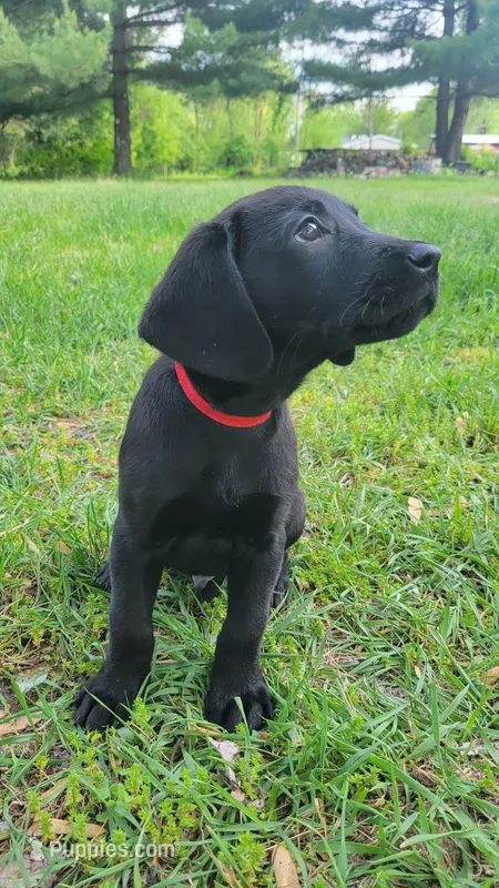 Red – Labrador Retriever puppy for sale in Howell, MI