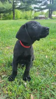 Red, a male Labrador Retriever for sale in Howell, MI – 1 of 1