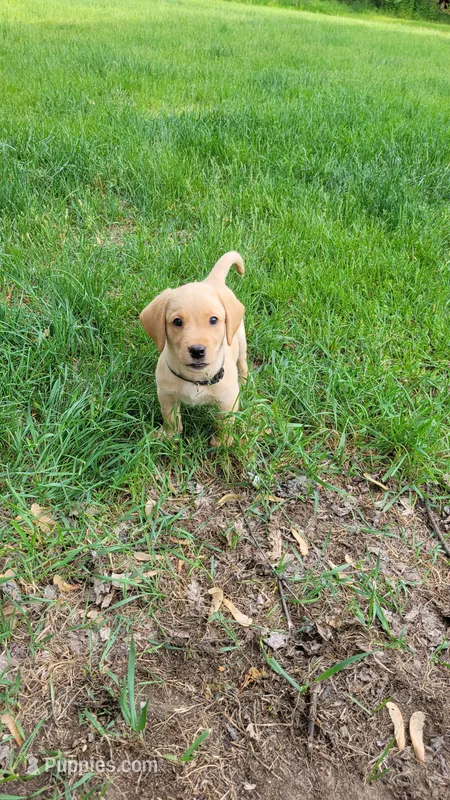 Hunter – Labrador Retriever puppy for sale in Howell, MI