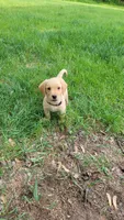 Hunter, a male Labrador Retriever for sale in Howell, MI – 1 of 1