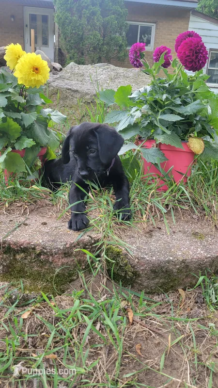 Purple , a female Labrador Retriever for sale in Howell, MI – 1 of 1