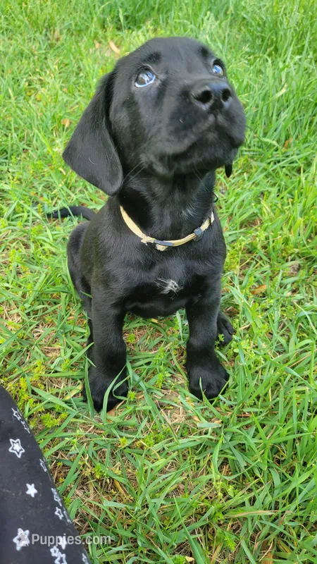 White  – Labrador Retriever puppy for sale in Howell, MI